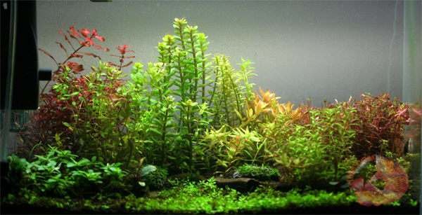 bể thủy sinh Rotala sp